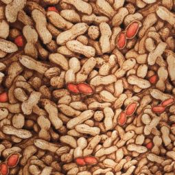 Food Festival Peanuts